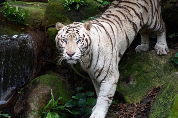 white-bengal-tiger