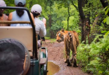 ranthambore